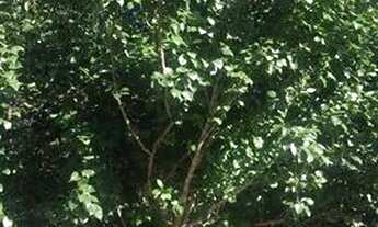 Imagem 5: Casa Casa com 2 dormitórios