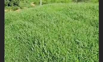 Imagem 3: Fazendinha 149 Hectares/Região MONTES CLAROS _Mg..430 Km de BH.