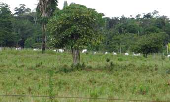 Imagem 5: Sitio Com 86 Hectares 50 x 2000, 40 Hectares Aberto