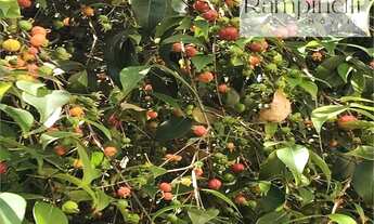 Imagem 6: MARAVILHOSA CASA NA CITY ROMANA COM UM BELO QUINTAL