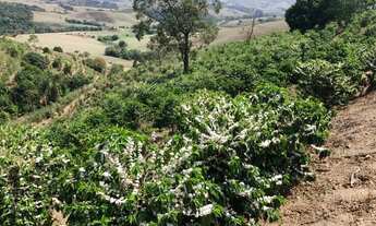 Imagem 2: Sítio a venda Chácara com venda por R$250.000