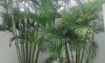 Imagem 6: Vendo Apartamento com 3 dormitórios