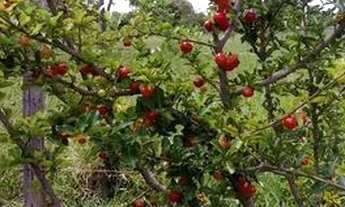Imagem 3: Vendo Mini chácara 3 mil metros no Vale das Andorinhas, Novo Gama-GO