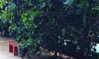 Imagem 6: Lindo Sitio em Governador Celso Ramos com cachoeira