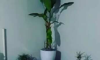 Imagem 5: VENDE-SE ESTA CASA NO GUAMÁ