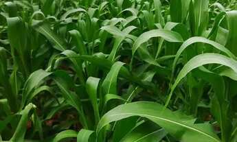 Imagem 3: Fazenda a venda, com dívida Bancária, no Tocantins!!