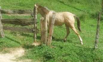 Imagem 4: Linda fazenda no Vale do Mucuri - MG