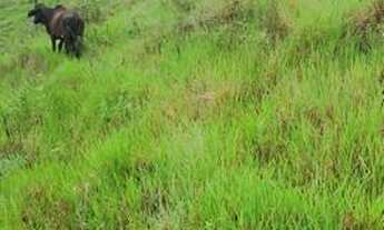 Imagem 5: Linda fazenda no Vale do Mucuri - MG