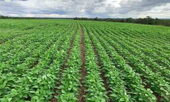 Imagem: FAZENDA À VENDA EM PARANATINGA - MT - 8.000