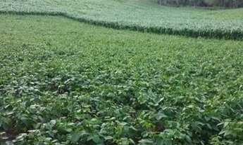 Imagem 5: Chácara a venda em Mandirituba-PR 12.075