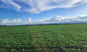 Imagem 4: Ótima fazenda de 520,00 hectares com ótima localização, em Nova Lacerda - MT