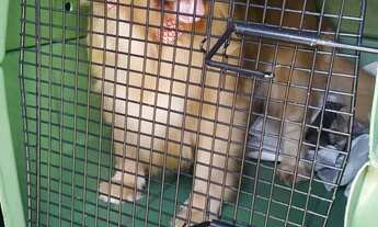 Imagem 2: Vendo/alugo caixa padrão IATA