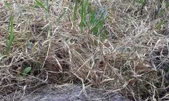 Imagem 2: Terreno 527m2 - Barra Mansa / São Genaro