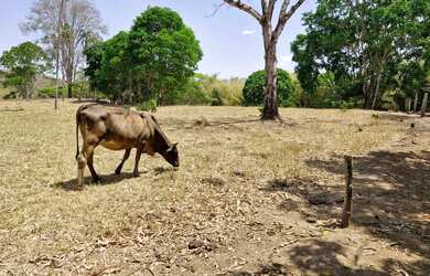 Imagem 5: Vendo fazenda de 17.5 Alqueires em Padre Bernardo Goiás próximo de Brasília DF