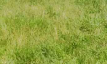 Imagem 3: Terreno Jardim Amazonas