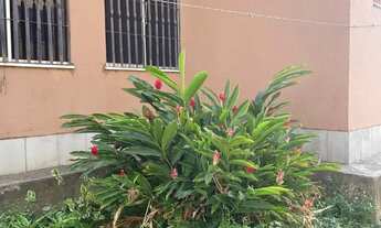 Imagem 7: Apartamento - Condomínio Pitangueiras 4/ Estrada de Ribamar - Oportunidade