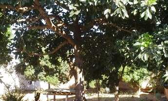 Imagem 3: Terreno 450m² Apenas 150.00 reais/ Arapongas Planaltina-DF