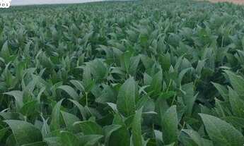 Imagem 3: FAZENDA À VENDA EM PARANATINGA - MT - 8.000 HECTARES (DUPLA APTIDÃO