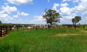 Imagem: Fazenda 127 Alqueires 2,700.00 Milhão