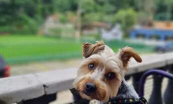 Imagem 3: Vendo chalé, Casa de campo. Chácara sitio terreno itu