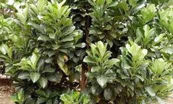 Imagem 2: Vendo Mini chácara 3 mil metros no Vale das Andorinhas, Novo Gama-GO