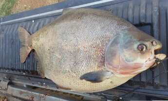 Imagem: Chácaras Próximo ao Rio Alagado, Rio Verde