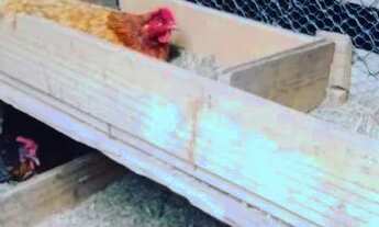 Imagem 4: Lindo Sitio em Governador Celso Ramos com cachoeira