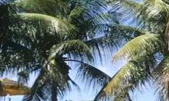 Imagem 2: Lote/Terreno beira mar para venda com 1492 metros quadrados em - São Miguel dos Milagres