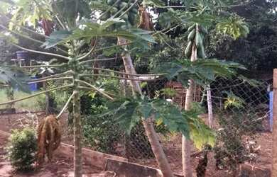 Imagem 6: Rancho à venda, 100 m² por R$ 280.000,00 - Zona Rural - Rio Verde/GO