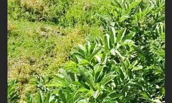 Imagem 4: Fazendinha 149 Hectares/Região MONTES CLAROS _Mg..430 Km de BH.