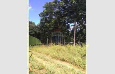 Imagem 7: Lotes de 5 hectares com plantação de mogno africano a ser negociado a parte , há mais de 1