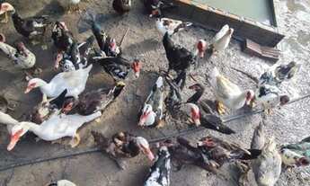 Imagem 3: Vendo sitio ou troco