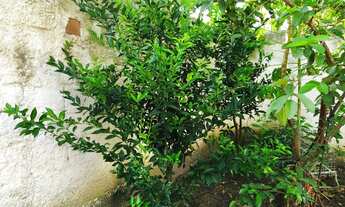 Imagem 7: Casa para venda com 300 metros quadrados com 5 quartos em Campo Grande - Rio de Janeiro