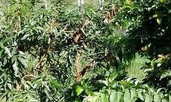 Imagem 6: Casa à venda em condomínio em Bonança