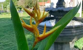 Imagem 6: Sítio em Santa Fé do Sul