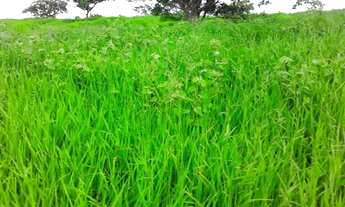 Imagem 4: Fazenda Cocalzinho de Goias com 159