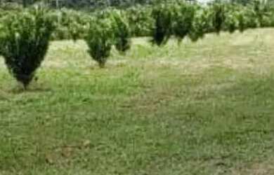 Imagem 4: Fazenda Agrícola, pista da Rodovia BR174, entre Km 60 e 63 com 3.900mts de fachada. 50.000