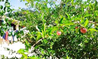 Imagem 4: Chácara no Pouso Alegre - Santa Isabel - SP