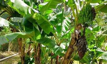 Imagem 6: Terreno à venda, São Lucas - Viamão/RS