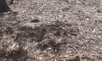 Imagem 7: Vende-se terreno Para sítio em Aruja