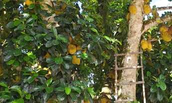 Imagem 3: Sítio Chácara com venda por R$200.000