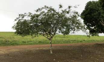 Imagem 3: Lote na vicinal 9 abaixo do preço de mercado