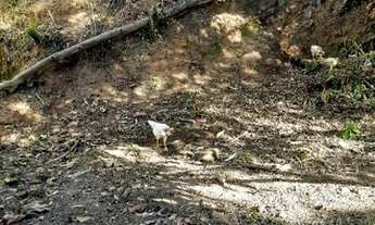 Imagem 2: Lote/Terreno para venda no Frade - Macaé/RJ