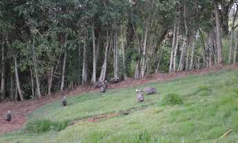Imagem 6: Fazenda/Sítio/Chácara para venda possui 9800 metros quadrados com 4 quartos