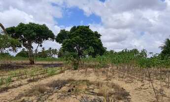 Imagem 7: Granja com 6 hectares na região de Monte Alegre