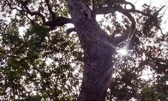 Imagem 6: 8 km S. Jorge ao lado asfalto