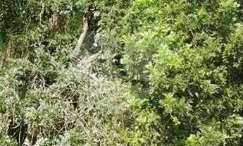 Imagem 5: Terreno-São Paulo-VILA GUILHERME