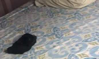 Imagem 4: Alugo casa toda mobiliada por 900