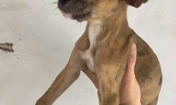 Imagem 4: Adoção responsável de cães filhotes