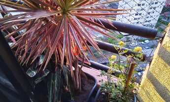 Imagem 7: Apartamento em Jardim Celeste - São Paulo